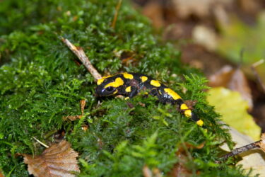 salamandre tacheté jaune et noir sur un tapis de mousse