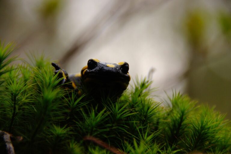 Salamandre tachetée