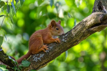 Un jeune écureuil qui s'accroche à une branche