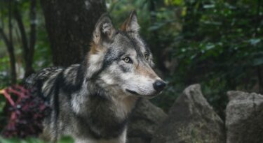 Loup gris dans une forêt